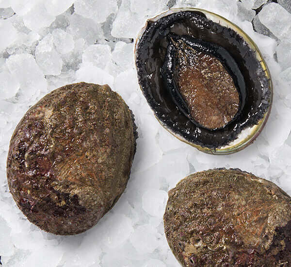 Live Blacklip Abalone