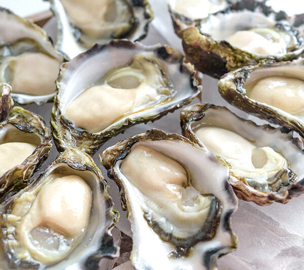 Sydney Rock Oysters