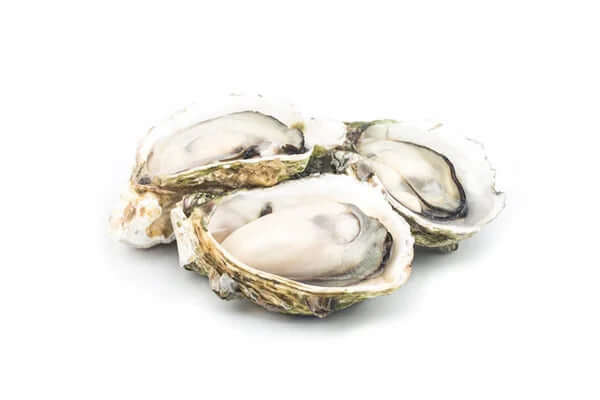 Pacific Oysters