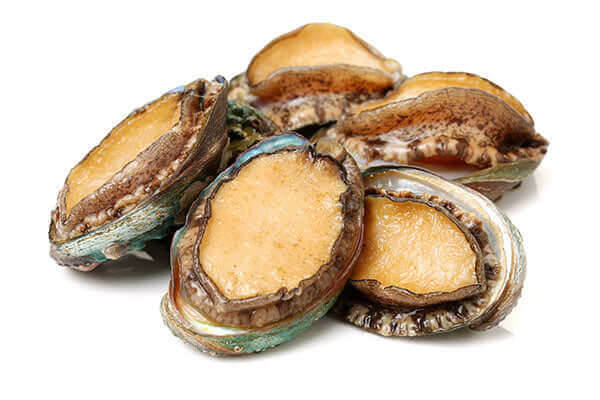 Greenlip Abalone