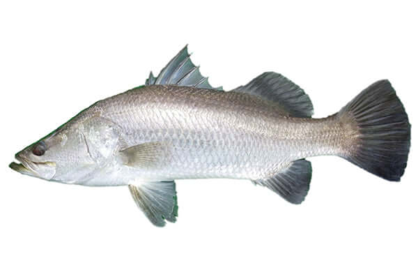 Saltwater Barramundi