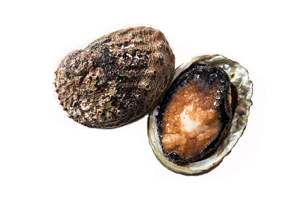 Blacklip Abalone