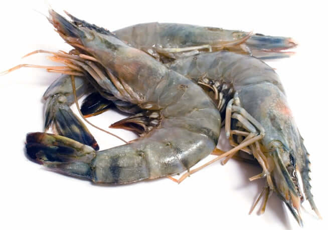 Australian King Prawns