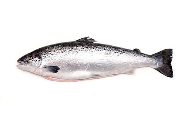 Atlantic Salmon