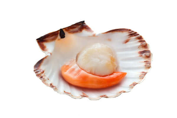 Tasmanian Scallops