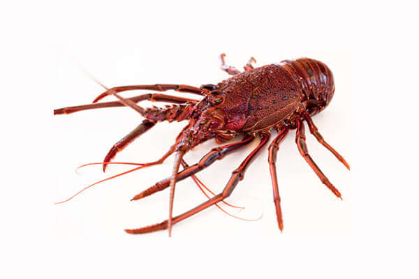 Southern Rock Lobster