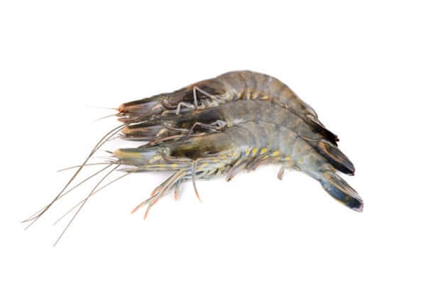 Australian Tiger Prawns