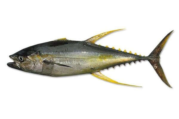 Yellowfin Tuna