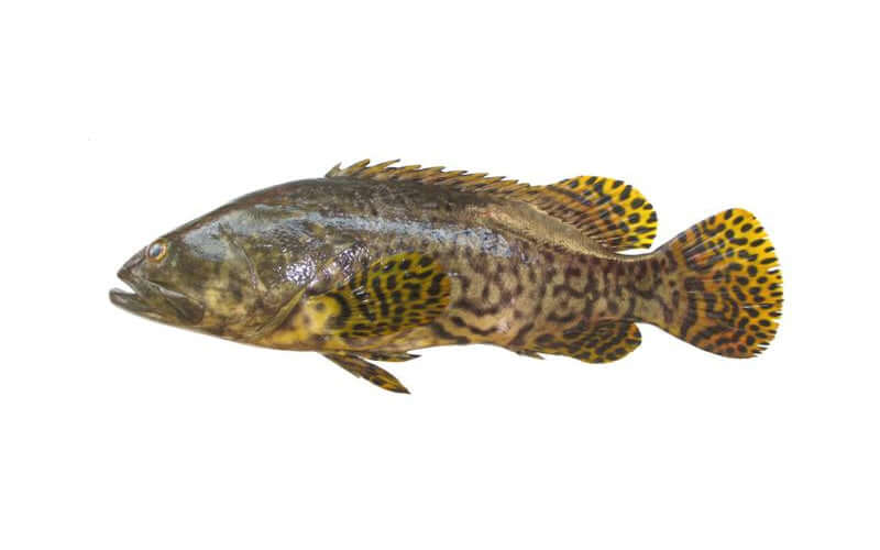 Queensland Giant Grouper