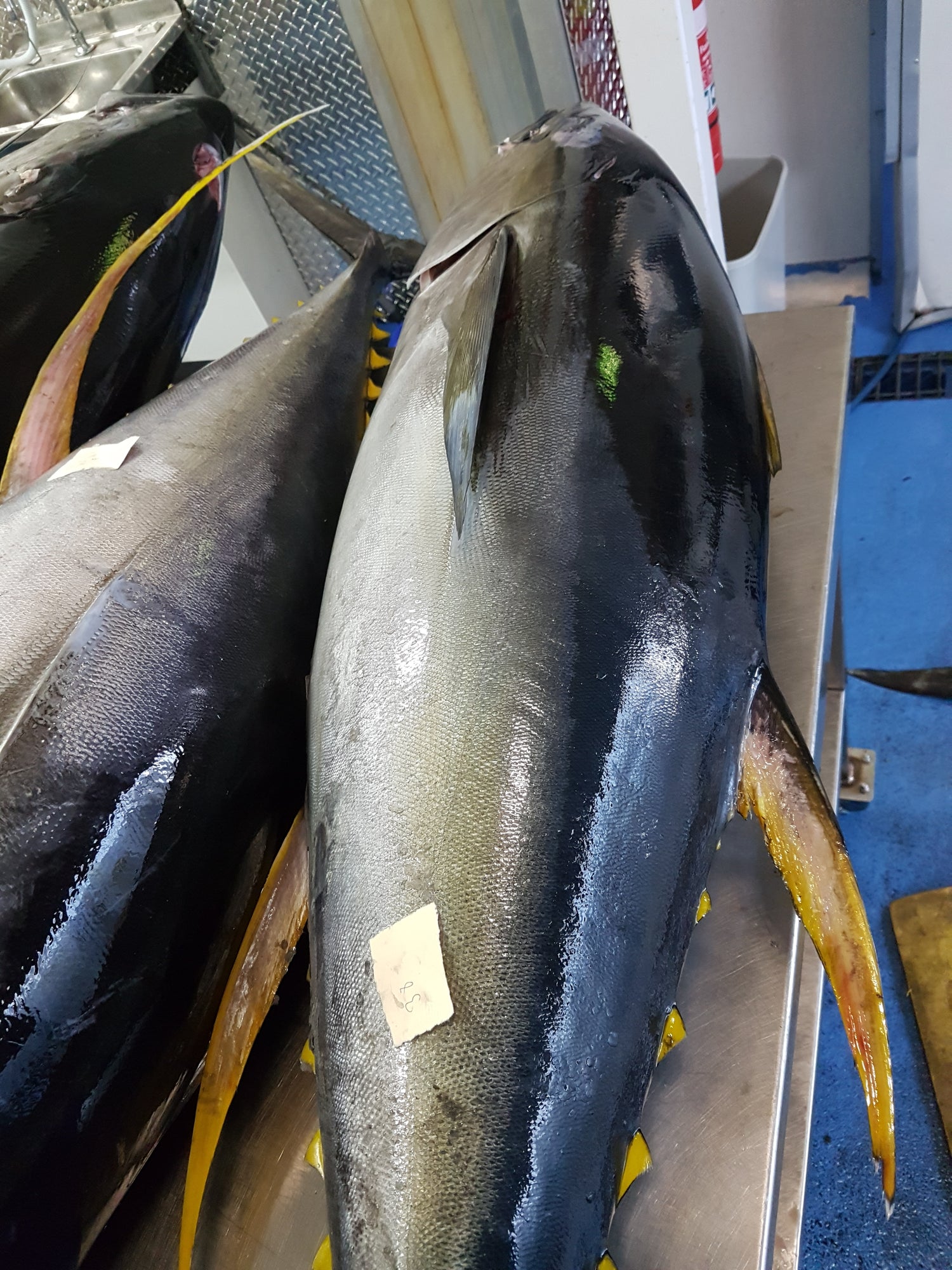 Southern Bluefin Tuna