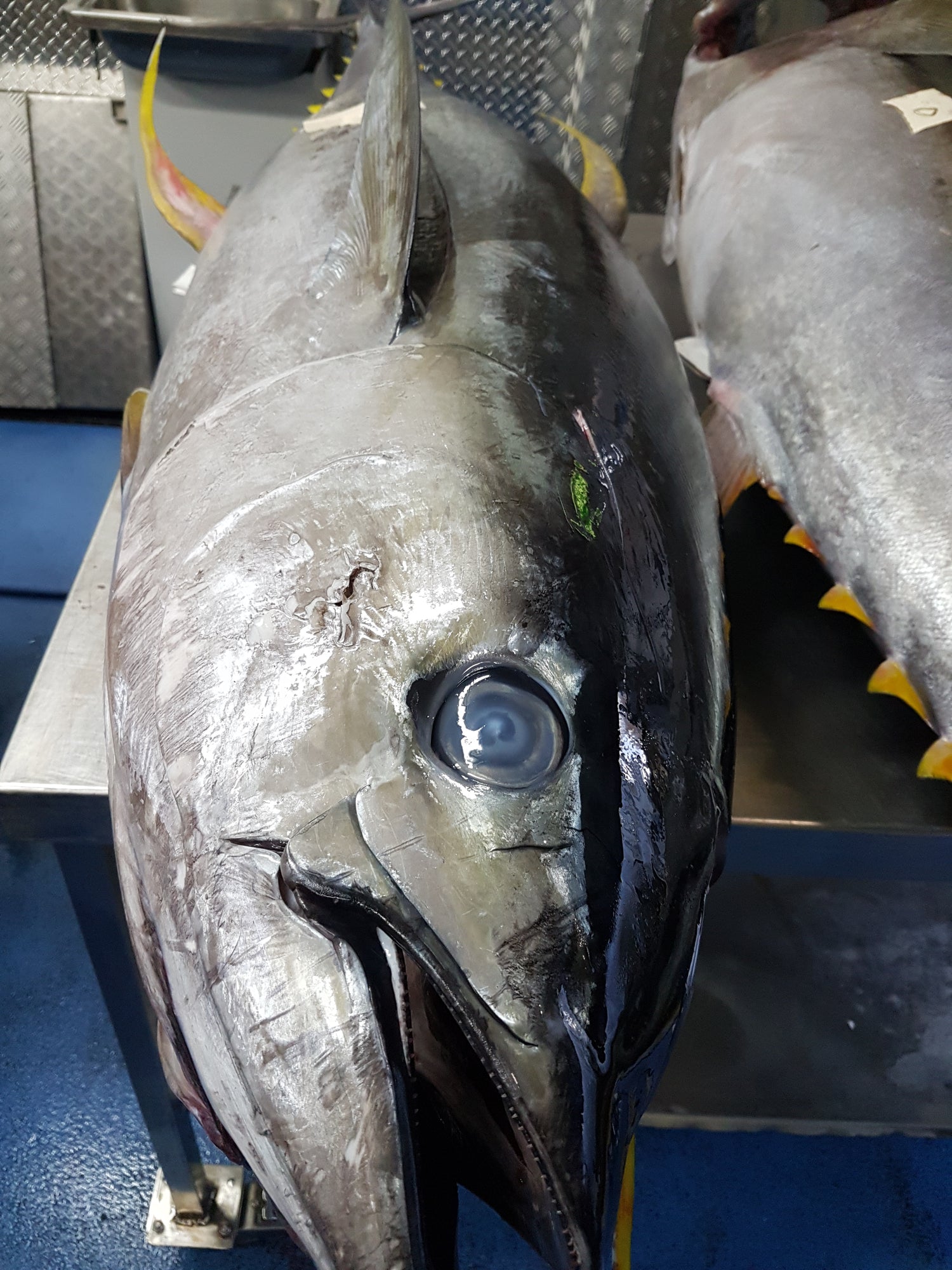 Southern Bluefin Tuna