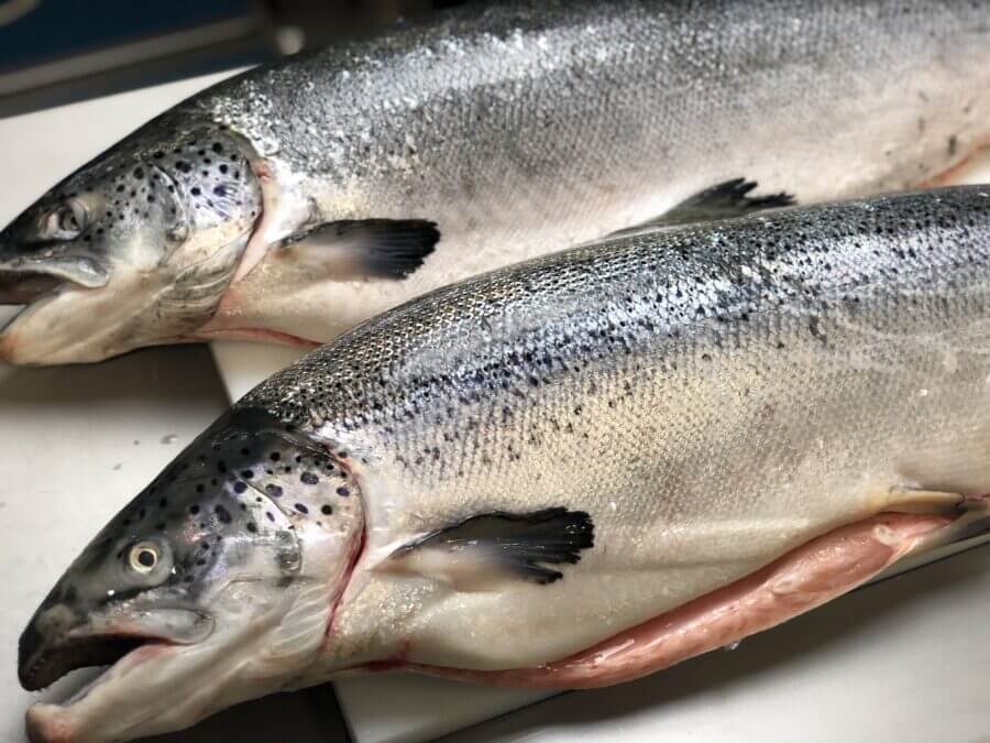Chilled Atlantic Salmon