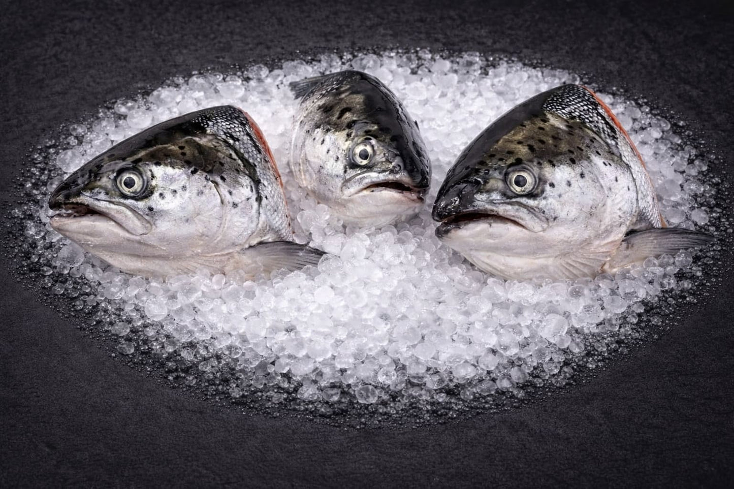 Atlantic Salmon Heads