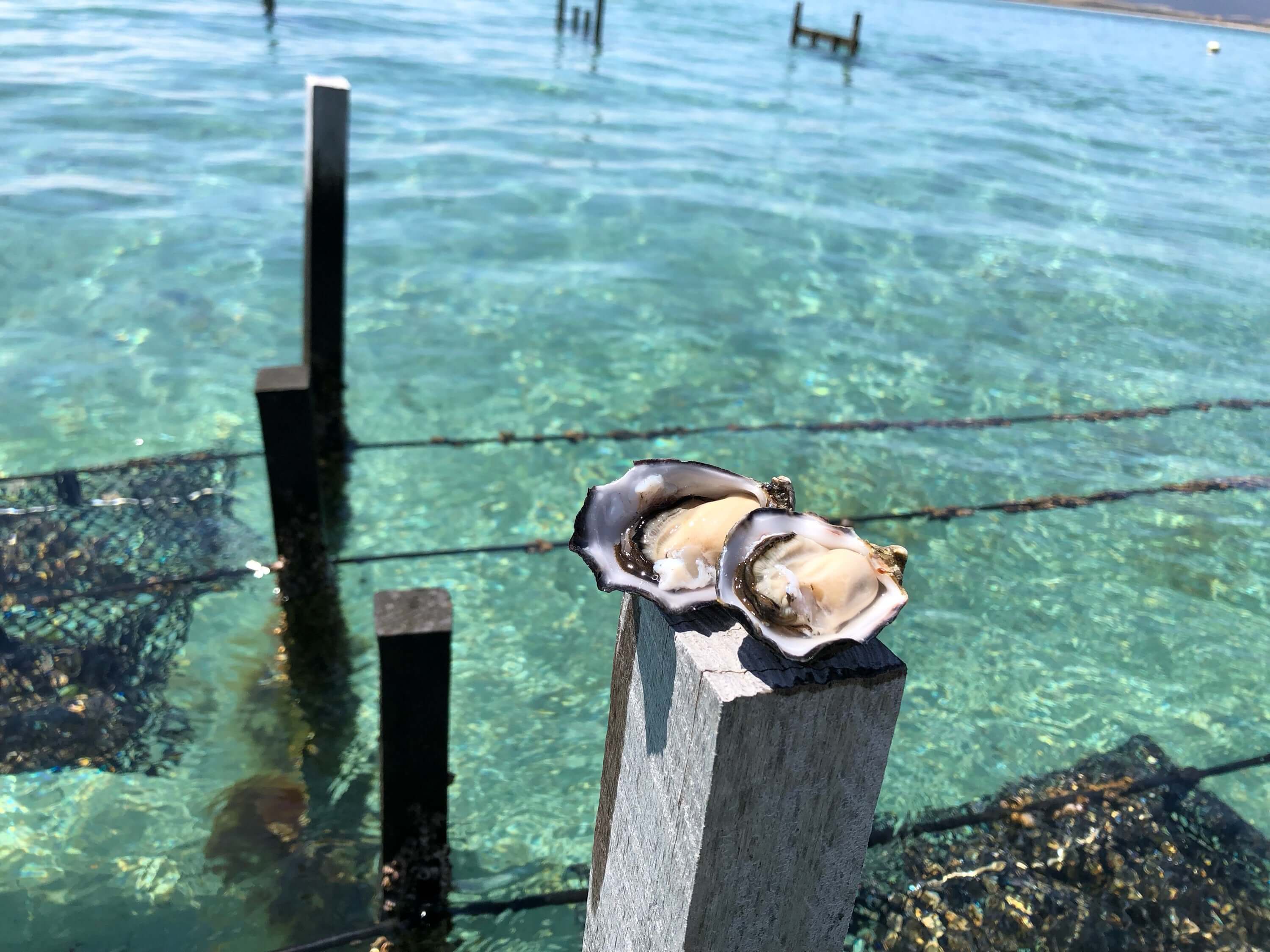 Australian Oysters