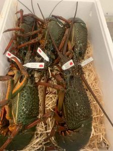 Live Eastern Rock Lobster