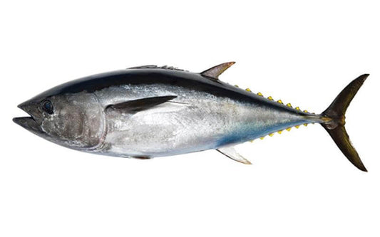 Australian Southern Bluefin Tuna
