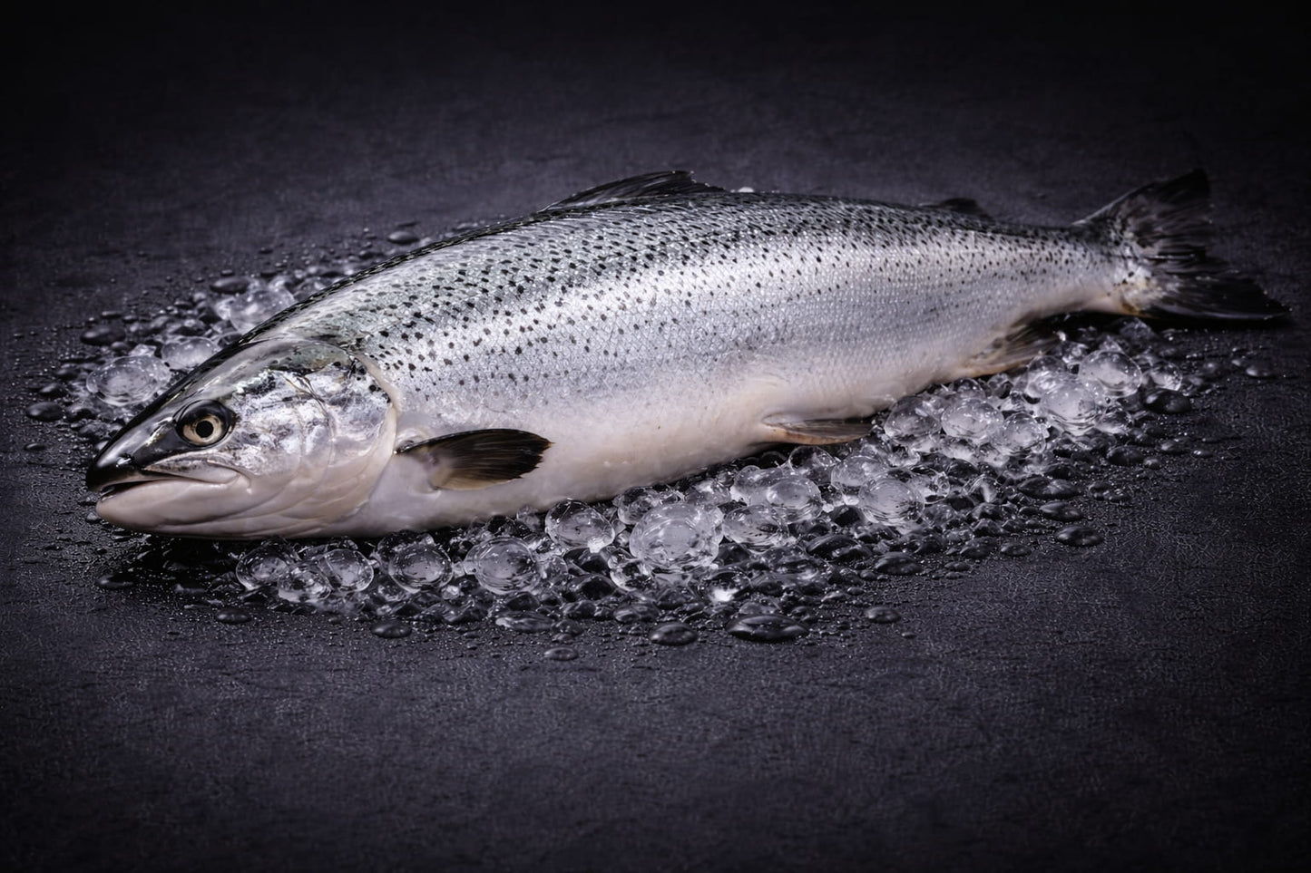 Atlantic Salmon