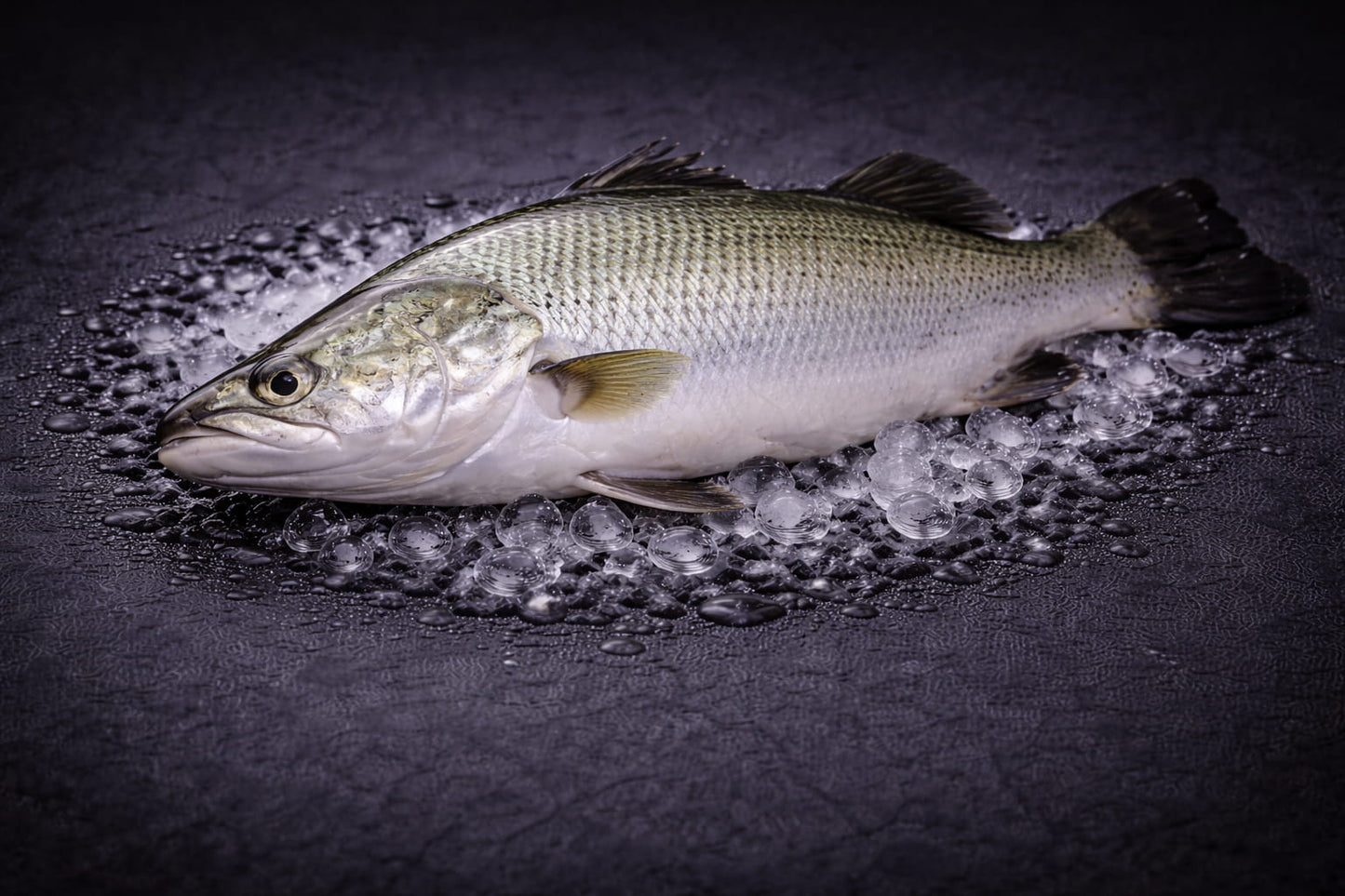 Saltwater Barramundi