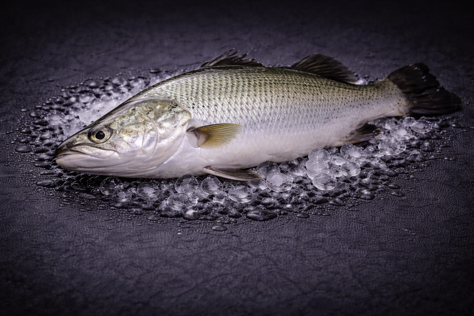 Saltwater Barramundi