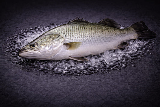 Saltwater Barramundi
