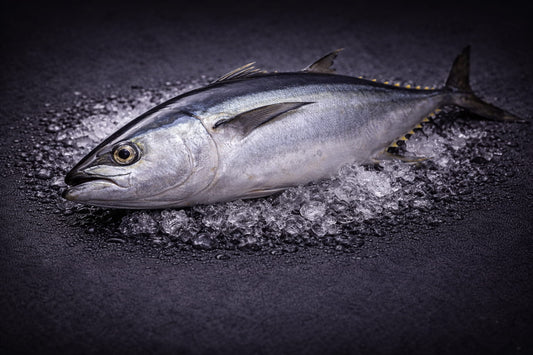 Australian Bigeye Tuna