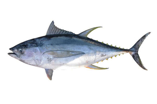 Australian Bigeye Tuna