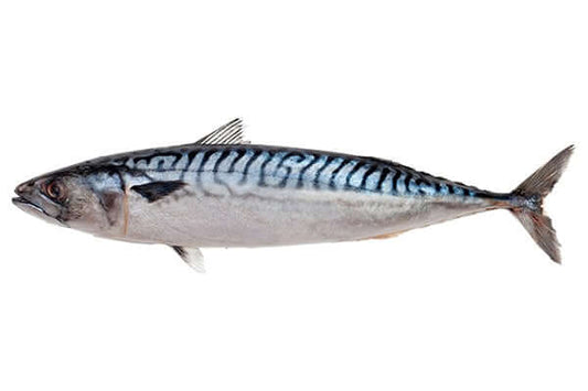 Australian Blue Mackerel