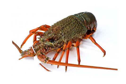 Eastern Rock Lobster