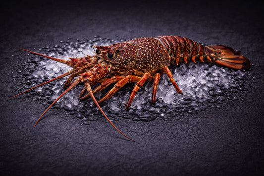 Eastern Rock Lobster