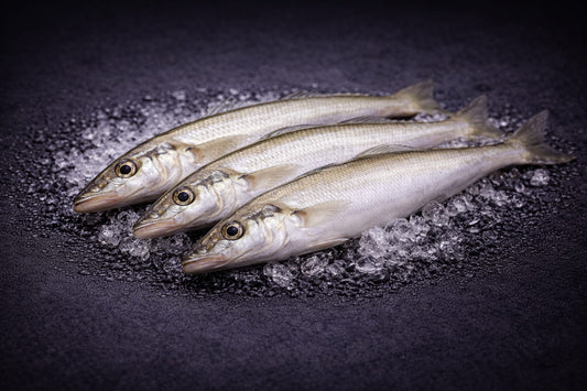 Australian Eastern School Whiting