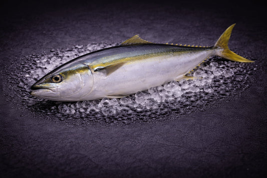 Australian Hiramasa Kingfish