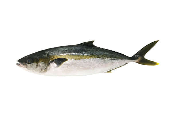 Australian Hiramasa Kingfish