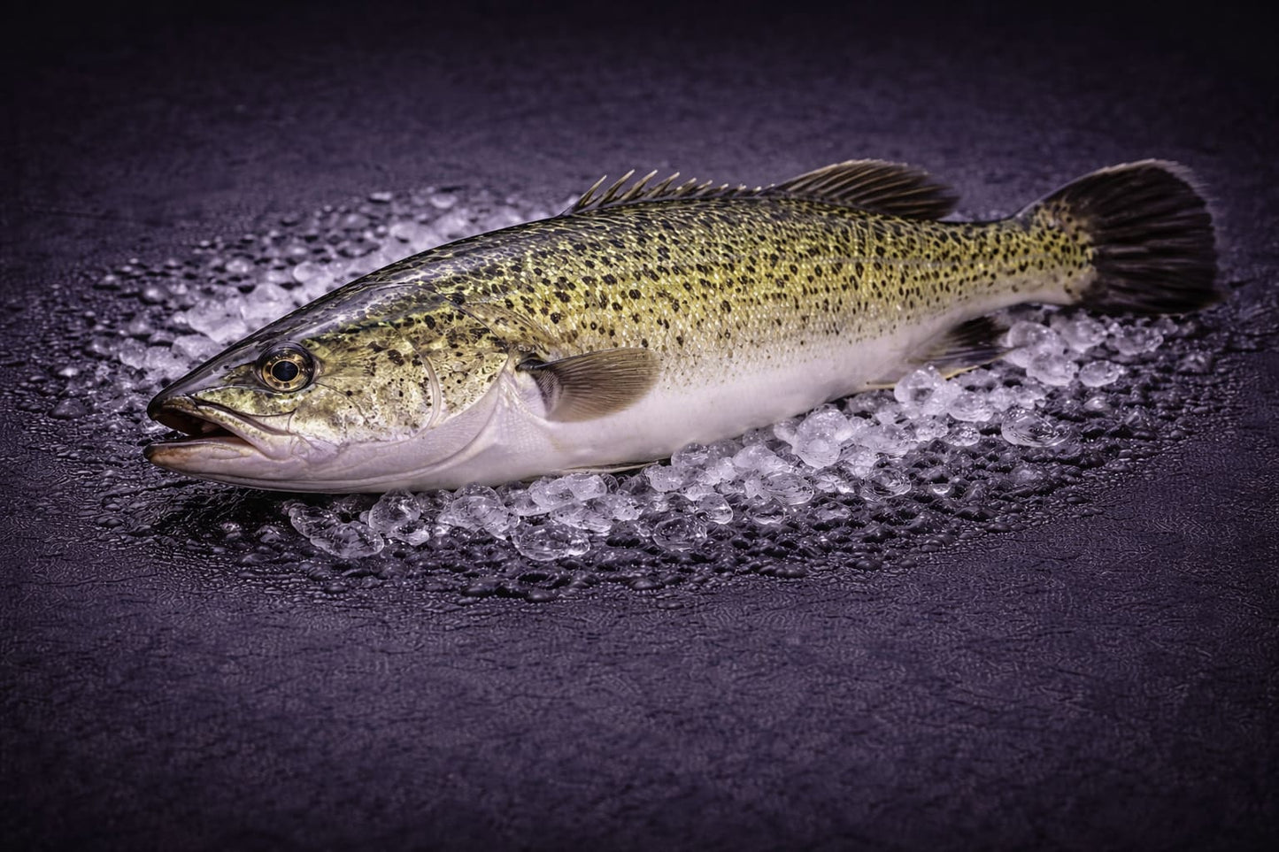 Freshwater Murray Cod