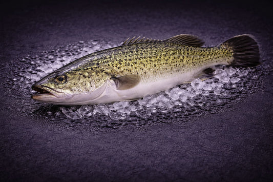 Freshwater Murray Cod