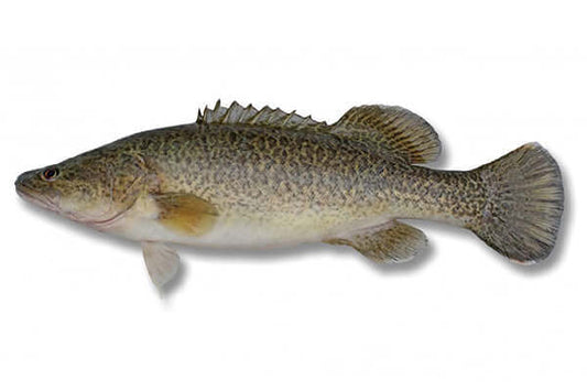 Freshwater Murray Cod