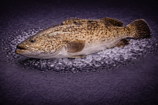 Queensland Giant Grouper