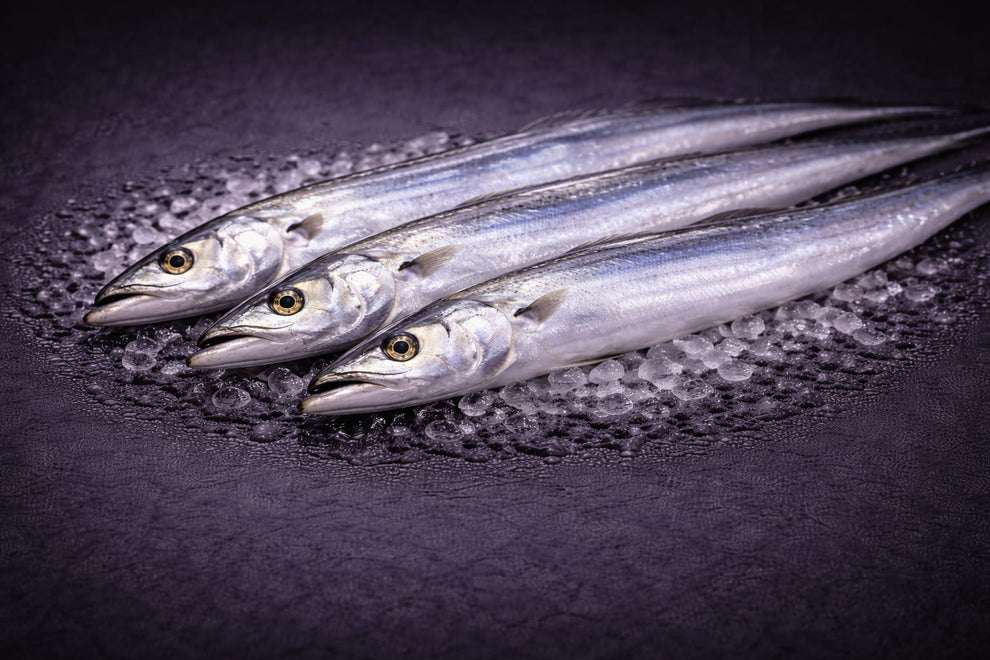 Ribbonfish – Australian Export Supply | Pearl Seafood Exports