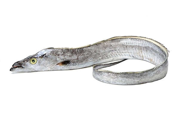 Australian Ribbonfish