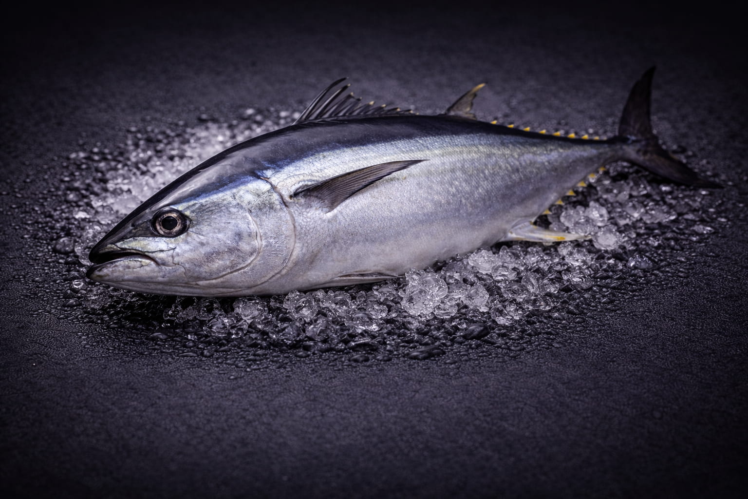 Australian Southern Bluefin Tuna
