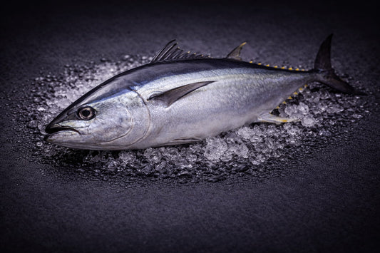 Australian Southern Bluefin Tuna