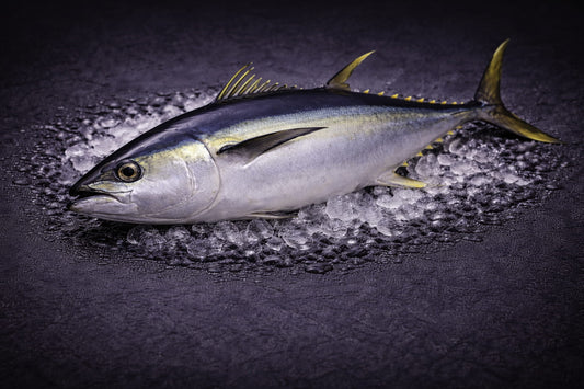 Yellowfin Tuna